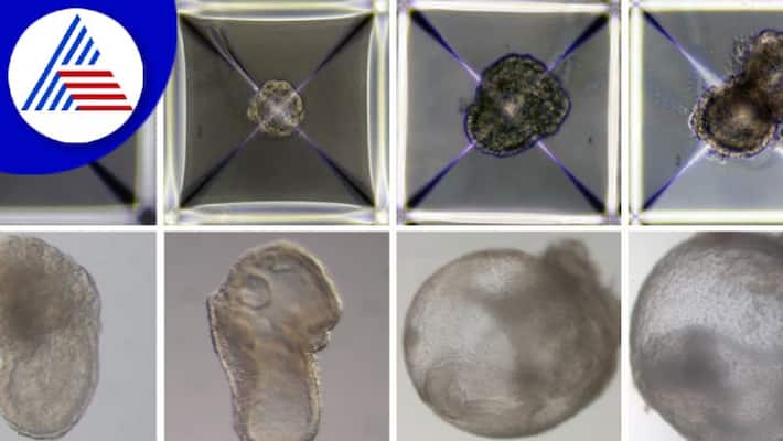 Without An Egg, Sperm Or Womb, Scientists Create Synthetic Embryos In World First Vin Without An Egg, Sperm Or Womb, Scientists Create Synthetic Embryos In World First Vin