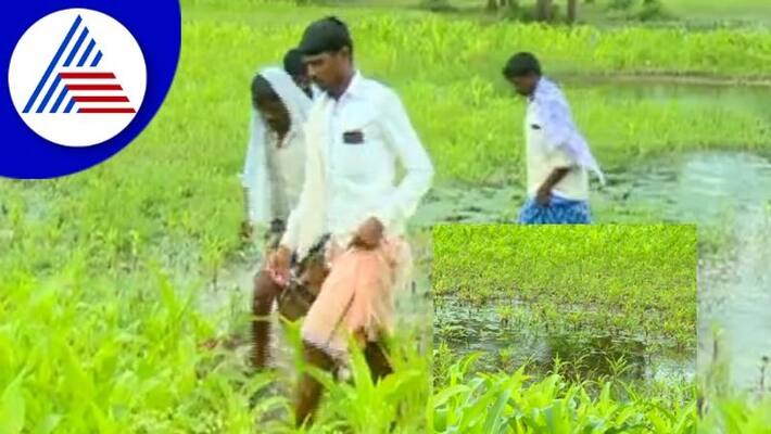 Heavy rainfall Farmers in distress chitradurga rav Heavy rainfall Farmers in distress chitradurga rav
