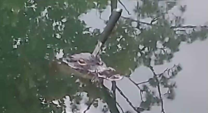 Alligator Spotted Swimming in Florida Pond With Knife Sticking Out of Head apa 