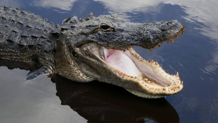 Alligator Spotted Swimming in Florida Pond With Knife Sticking Out of Head apa Alligator Spotted Swimming in Florida Pond With Knife Sticking Out of Head apa