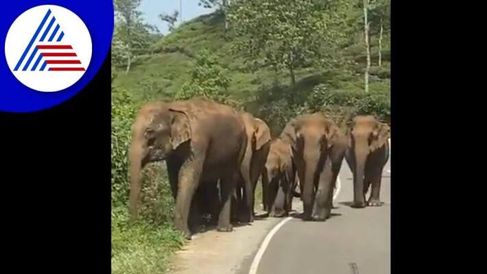 youths doing mischief with giant elephant video goes viral akb youths doing mischief with giant elephant video goes viral akb