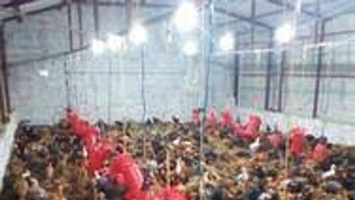 50 percent subsidy for poultry farming for beginners 50 percent subsidy for poultry farming for beginners