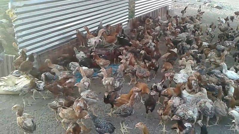 50 percent subsidy for poultry farming for beginners 