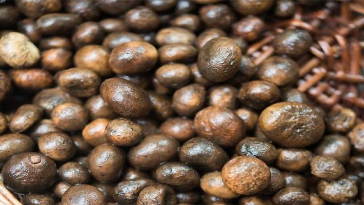 dil de desi: know about Rugda Delicacy Of Jharkhand, know it benefits and recipe dva dil de desi: know about Rugda Delicacy Of Jharkhand, know it benefits and recipe dva