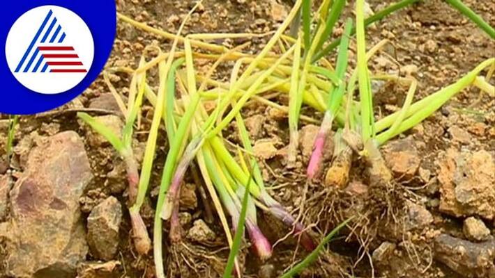 farmers suffering after heavy Rainfall in chitradurga gow farmers suffering after heavy Rainfall in chitradurga gow