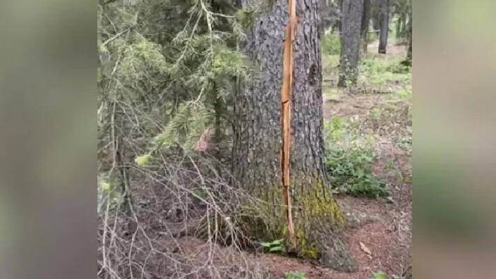 video of a breathing tree goes viral video of a breathing tree goes viral