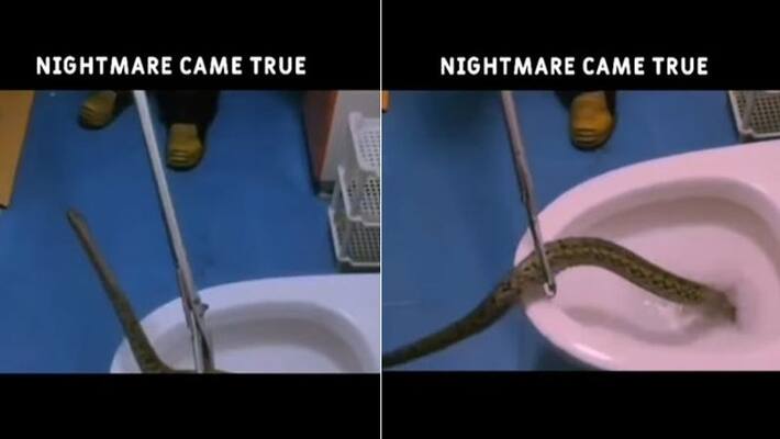 snake spotted inside toilet video goes viral snake spotted inside toilet video goes viral
