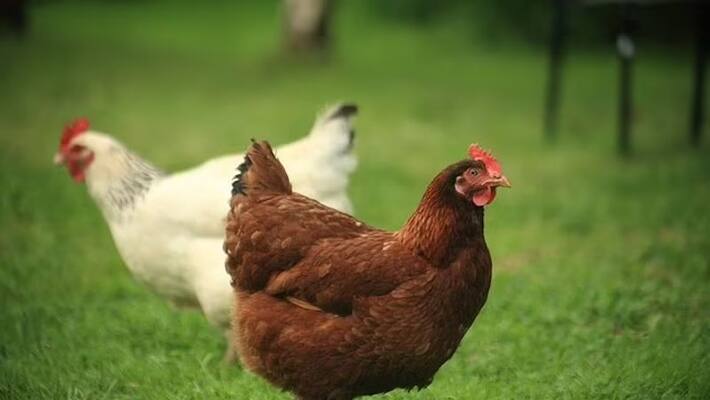 Man steals roosters, kills self after being shown CCTV footage In Telangana Man steals roosters, kills self after being shown CCTV footage In Telangana