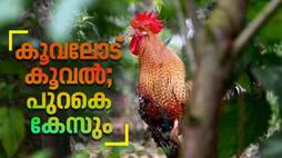 couple filed a case in the court of the rooster s crowing 200 times a day