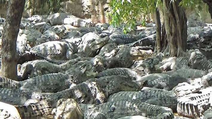Madras HC allows relocation of 1000 crocodiles from Mamallapuram crocodile farm to Gujarat Madras HC allows relocation of 1000 crocodiles from Mamallapuram crocodile farm to Gujarat