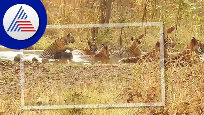 Tiger family plying in water Pool watch rare video of national animal Tiger family plying in water Pool watch rare video of national animal