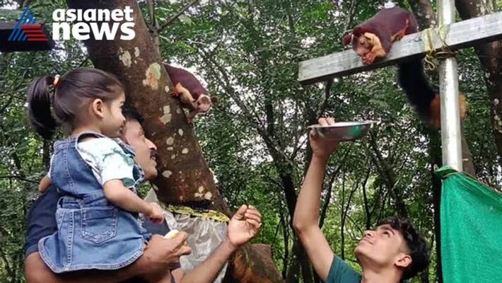 Rare friendship between Indian giant squirrel and malayali youth in malappuram Rare friendship between Indian giant squirrel and malayali youth in malappuram