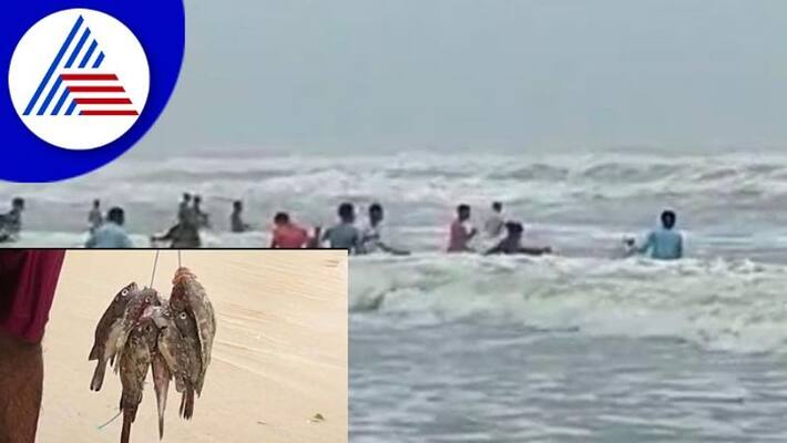 river fishes are coming to Uppunda madikal Beach gow river fishes are coming to Uppunda madikal Beach gow