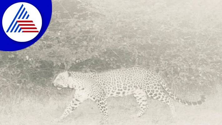 leopard sighted near belagavi golf course caught on cctv camera gvd leopard sighted near belagavi golf course caught on cctv camera gvd