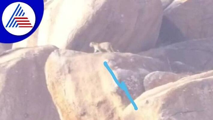 People Fear About Leopard and Bear in Ballari grg People Fear About Leopard and Bear in Ballari grg