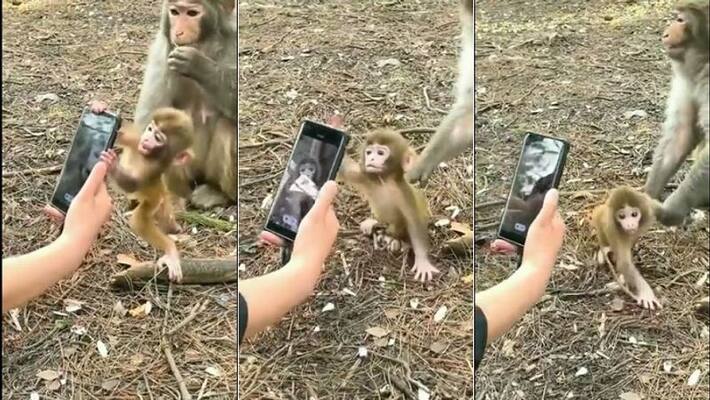 Baby monkey tries to snatch smartphone from a man, video goes viral Baby monkey tries to snatch smartphone from a man, video goes viral
