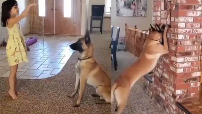 pet dog plays hide and seek with little girl.. Viral video on internet pet dog plays hide and seek with little girl.. Viral video on internet