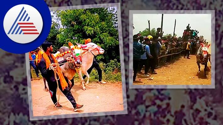 The price of this fastest run bull is Rs 19 lakh at haveri rav The price of this fastest run bull is Rs 19 lakh at haveri rav