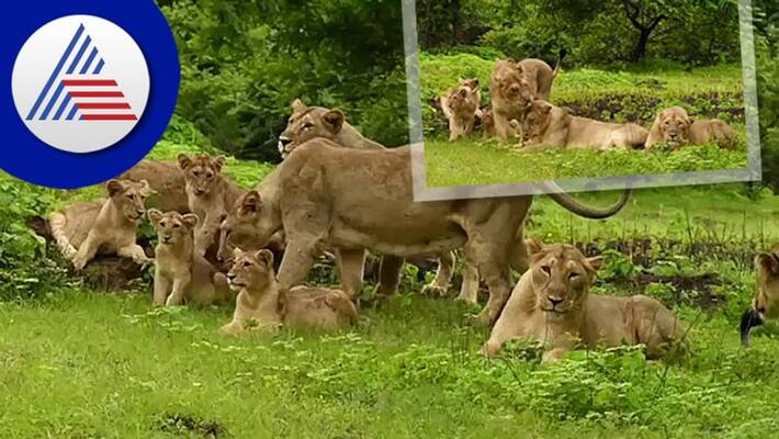 Asiatic lion family majestic scene captured in gir national park on world lions day akb Asiatic lion family majestic scene captured in gir national park on world lions day akb
