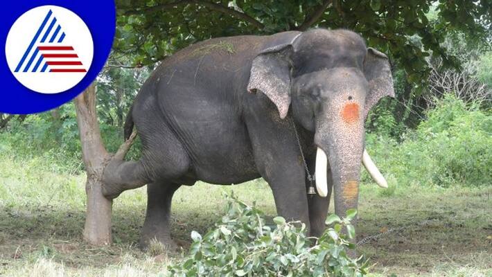 Mysuru Dasara jumbos Ex Captain Arjuna tops in weight gow Mysuru Dasara jumbos Ex Captain Arjuna tops in weight gow