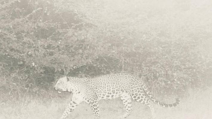 Peoples Warried about Three leopard found In Belagavi rbj Peoples Warried about Three leopard found In Belagavi rbj