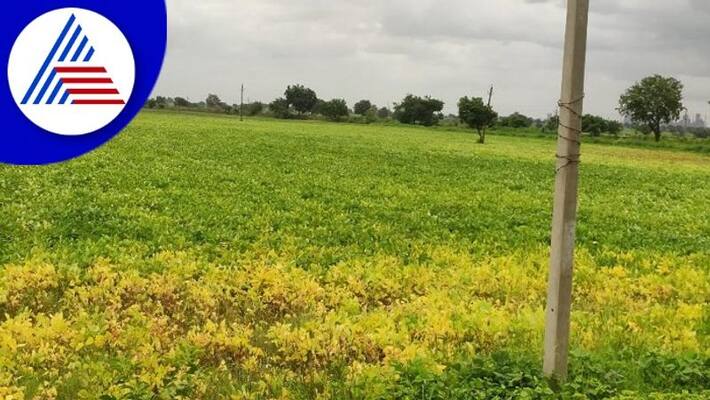 rain effect Crop Damage Trouble for Farmers kalaburagi rain effect Crop Damage Trouble for Farmers kalaburagi