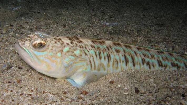 stung by weever fish Urgent beach warning stung by weever fish Urgent beach warning