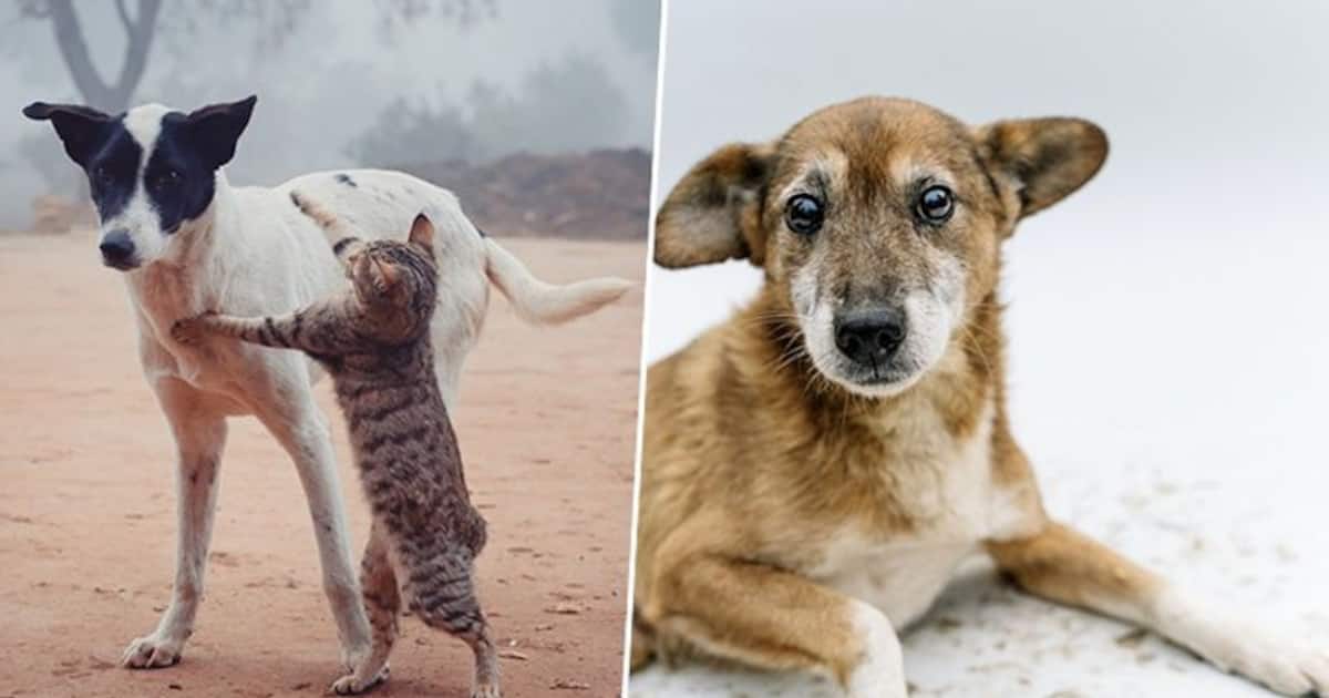 why-should-you-adopt-a-desi-dog-here-are-some-major-reasons