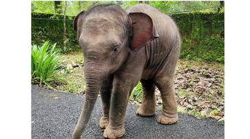 Elephant Gives Birth to Baby Elephant during Dasara Festival in Shivamogga grg Elephant Gives Birth to Baby Elephant during Dasara Festival in Shivamogga grg