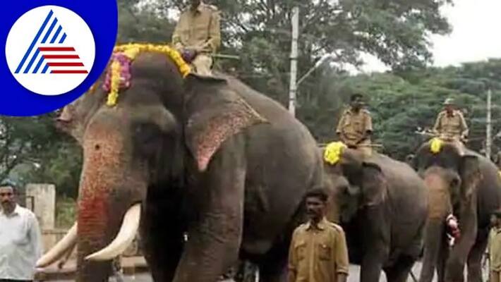 Mysuru dasara elephants From today, the walking training of start rav Mysuru dasara elephants From today, the walking training of start rav