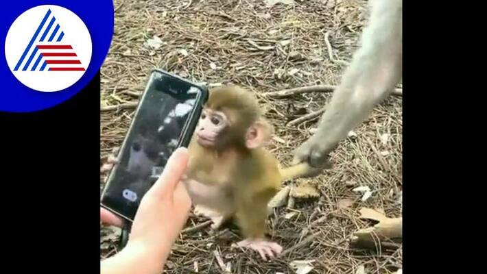 Little Monkey attracting to Smartphone and what mother monkey dead watch viral video akb Little Monkey attracting to Smartphone and what mother monkey dead watch viral video akb