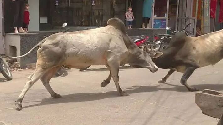 Noida Innocent Jacqueline came in grip of a fighting bull going home to tie rakhi her brother Noida Innocent Jacqueline came in grip of a fighting bull going home to tie rakhi her brother