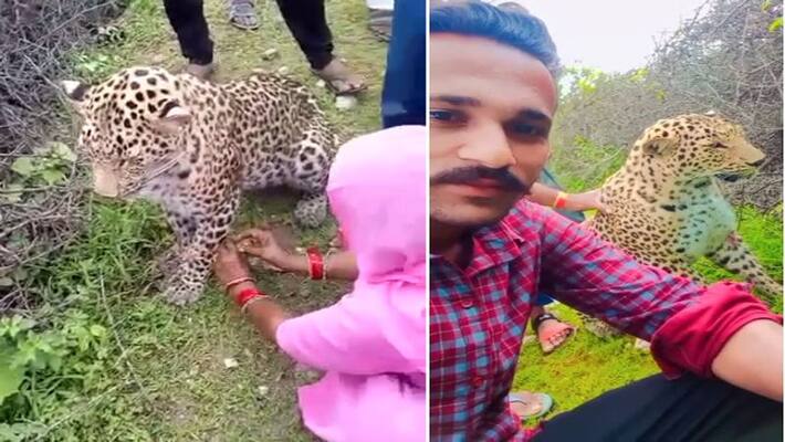 Rajsamand news rakshabandhan 2022 woman celebrated festival by tying rakhi to injured leopard video goes viral on social media sca Rajsamand news rakshabandhan 2022 woman celebrated festival by tying rakhi to injured leopard video goes viral on social media sca