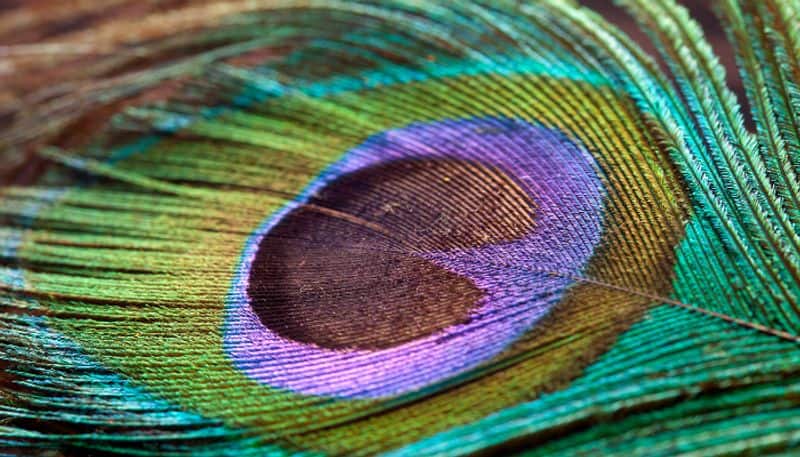 amazing benefits of keeping peacock feathers at home as per astrology in tamil mks