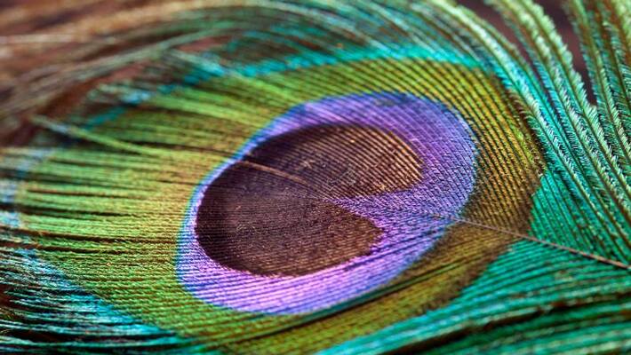 Golden opportunity to gain wealth in Vadra month peacock feather will change the fortune BDD Golden opportunity to gain wealth in Vadra month peacock feather will change the fortune BDD
