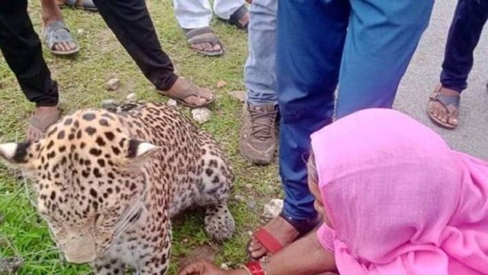 woman ties rakhi to injured leopard in rajasthan internet moved by the heart touching gesture ash woman ties rakhi to injured leopard in rajasthan internet moved by the heart touching gesture ash