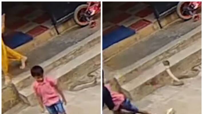 woman saves son from huge cobra in karnataka.. scary video went viral woman saves son from huge cobra in karnataka.. scary video went viral