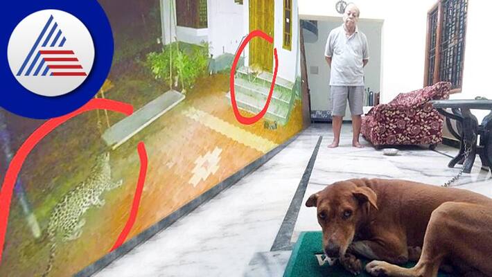 Dog survives by pretending to be dead in front of a leopard in udupi gow Dog survives by pretending to be dead in front of a leopard in udupi gow