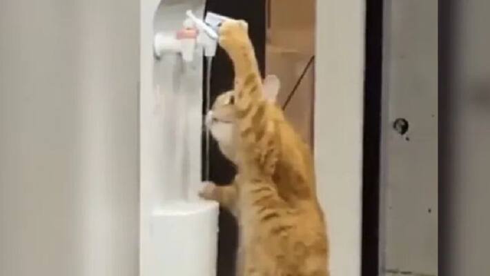 Viral Video:This is a smart cat guru.. video shaking the internet.. do you know what it did..? Viral Video:This is a smart cat guru.. video shaking the internet.. do you know what it did..?