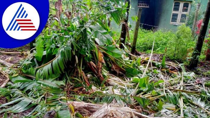 Villagers who has been faced elephant problems in kodagu district gvd Villagers who has been faced elephant problems in kodagu district gvd