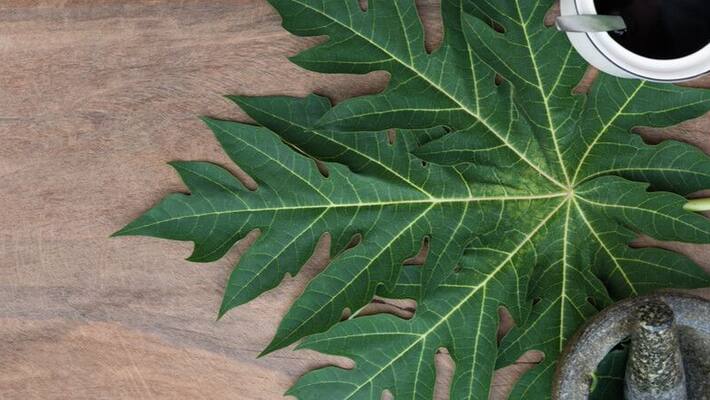 health benefits of papaya leaves health benefits of papaya leaves