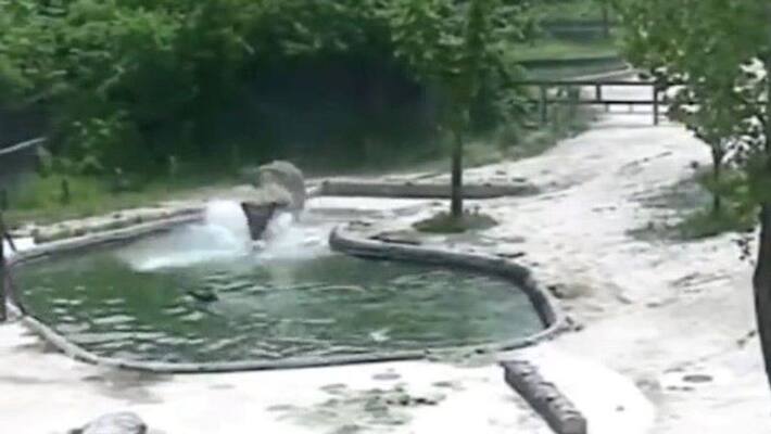 calf drowning in a pool elephants trying to save him video goes viral apa calf drowning in a pool elephants trying to save him video goes viral apa