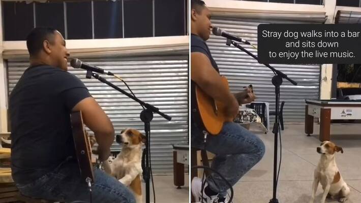 street dog enjoying music video goes viral akb street dog enjoying music video goes viral akb