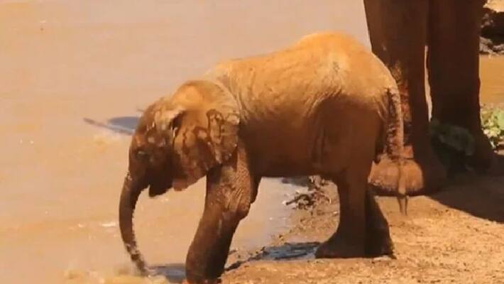 baby elephant having water with its small trunk baby elephant having water with its small trunk