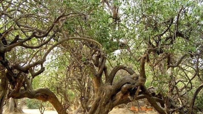 know all about nidhivan mystery vrindavan apa know all about nidhivan mystery vrindavan apa