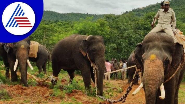 wild elephant finally captured near channapatna in Ramanagara gow wild elephant finally captured near channapatna in Ramanagara gow