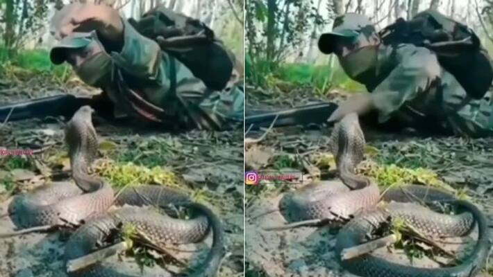 soldier encounter a king cobra the video goes viral soldier encounter a king cobra the video goes viral