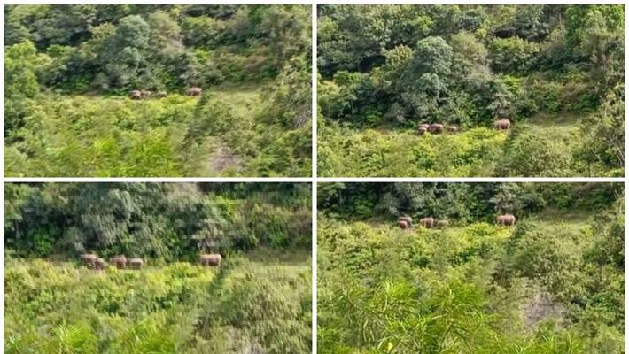 elephants in attappadi plamaram elephants in attappadi plamaram