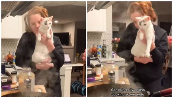 cat enjoys seeing humans cook watch how they include her in the process cat enjoys seeing humans cook watch how they include her in the process