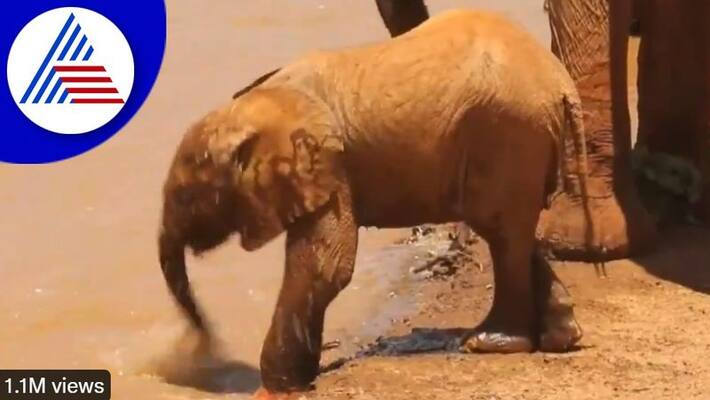 Baby elephant trying to drink water with its trunk video goes viral akb Baby elephant trying to drink water with its trunk video goes viral akb